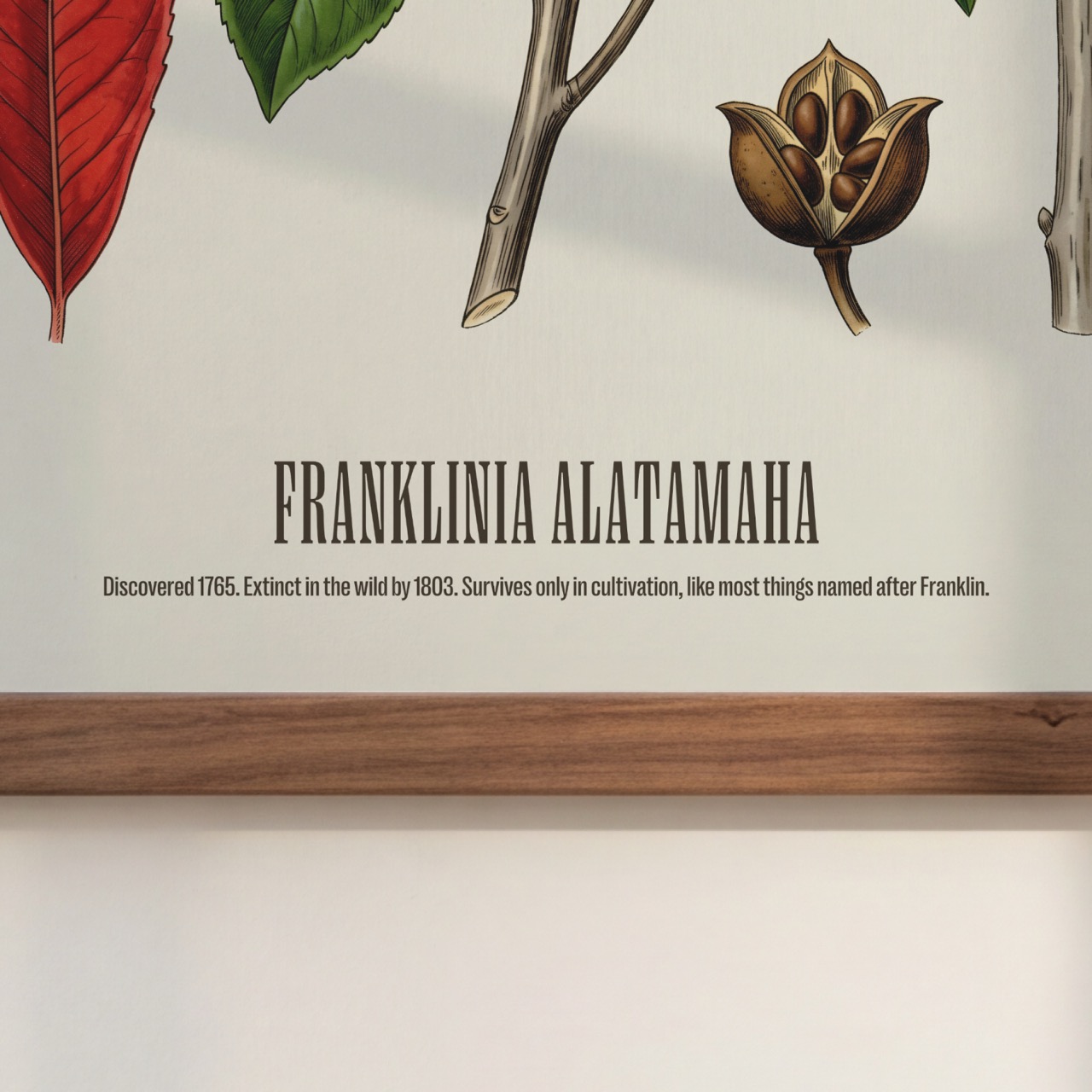 Franklin Tree