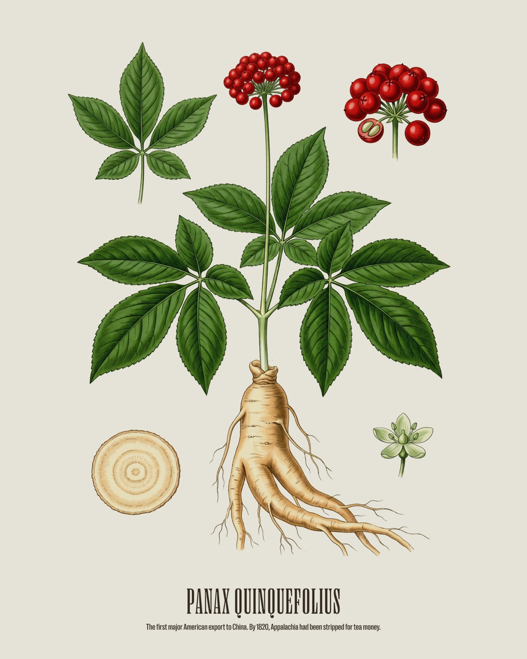 American Ginseng — Panax quinquefolius, antique natural history print