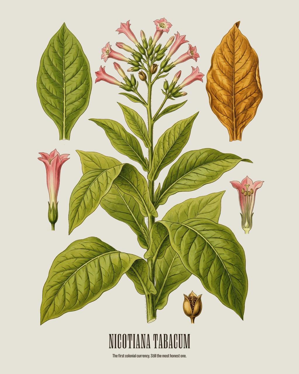 Tobacco — Nicotiana tabacum, antique natural history print