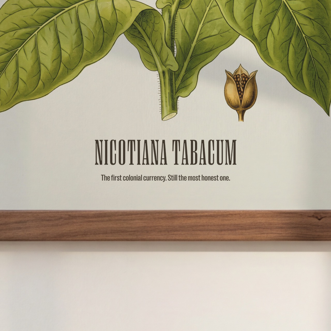 Tobacco print detail with caption