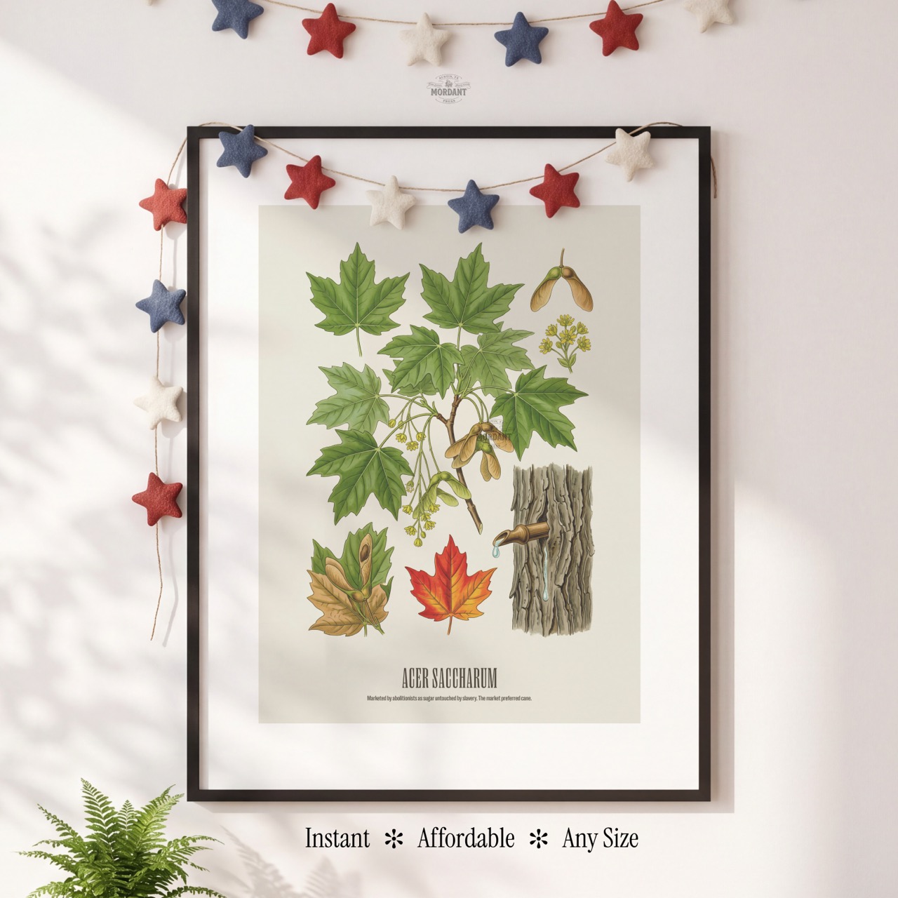 Sugar Maple print framed on a wall
