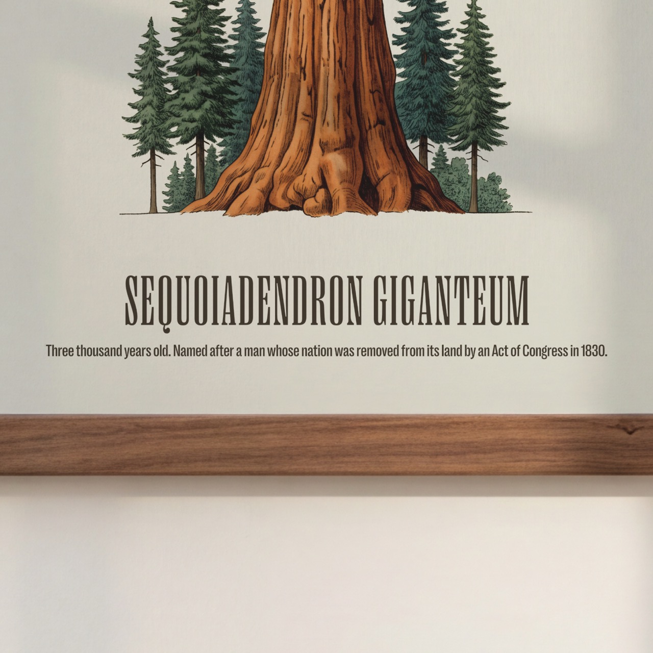Giant Sequoia