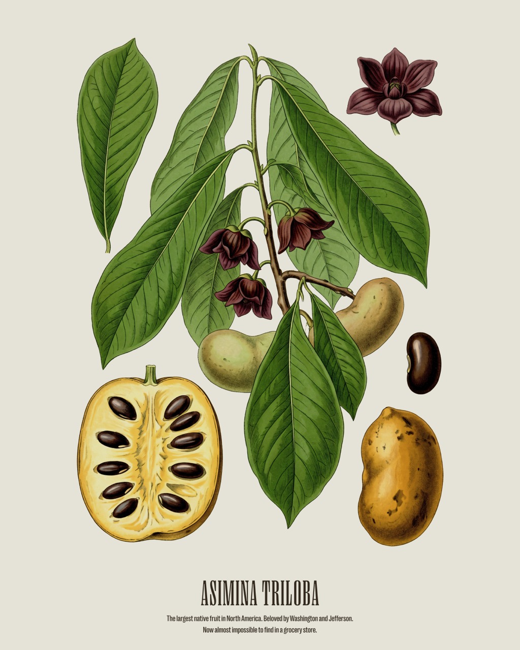 Pawpaw — Asimina triloba, antique natural history print